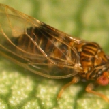 Kruškovac: mjere kontrole